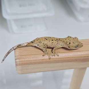 달마시안 슈퍼달마시안