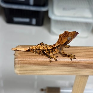 노멀 트라이 익스트림할리퀸