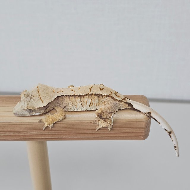 트라이 익스트림할리퀸