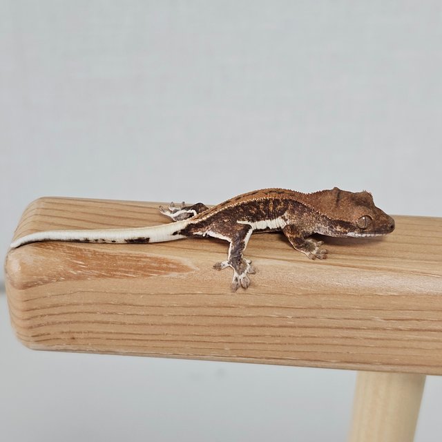 화이트 팬텀 릴리화이트