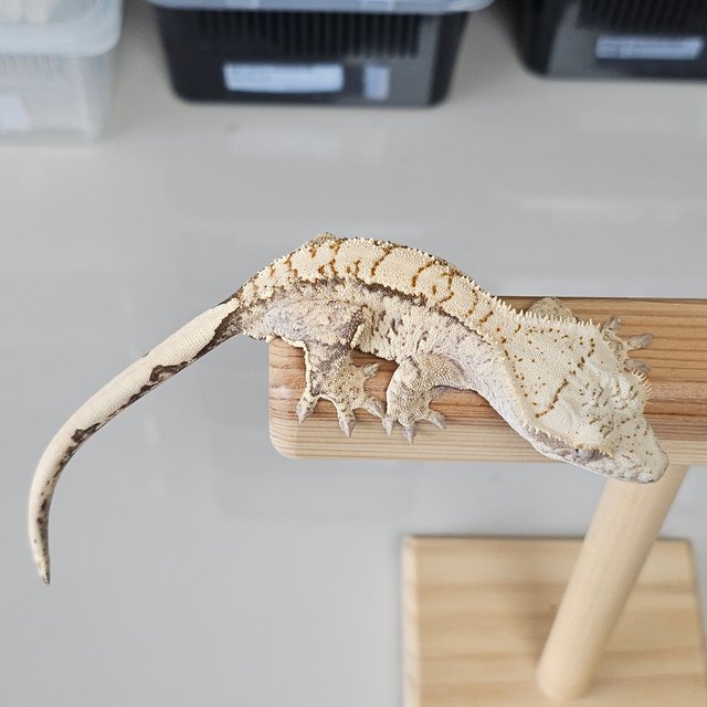 노멀 트라이 드리피 화이트스팟 익스트림할리퀸