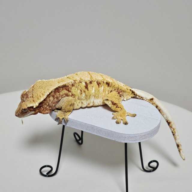 노멀 트라이 익스트림할리퀸