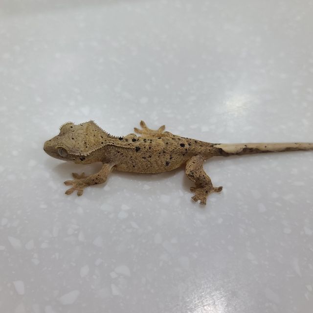 슈퍼달마시안