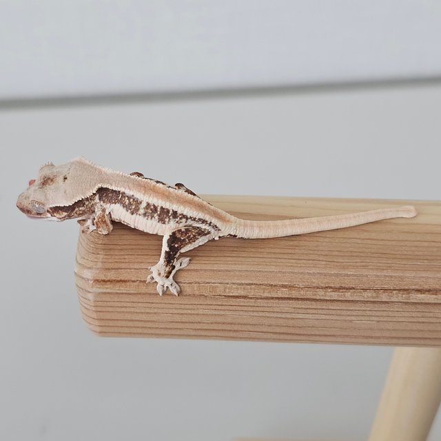 솔리드백 릴리화이트