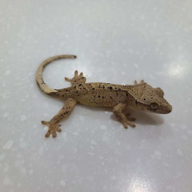 슈퍼달마시안