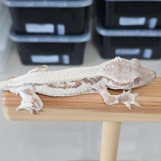 솔리드백 릴리 세이블