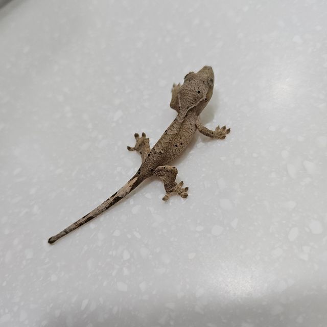 슈퍼달마시안