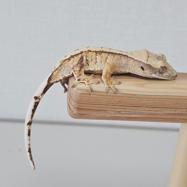 트라이 익스트림할리퀸