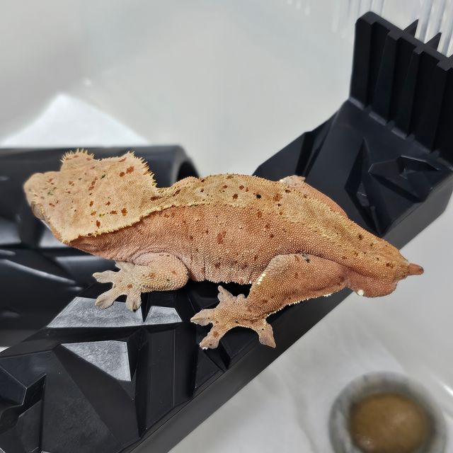 레드 슈퍼달마시안