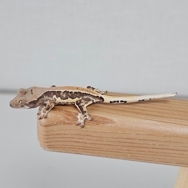 풀핀 릴리화이트