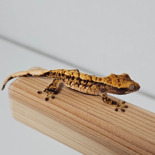 노멀 트라이 익스트림할리퀸