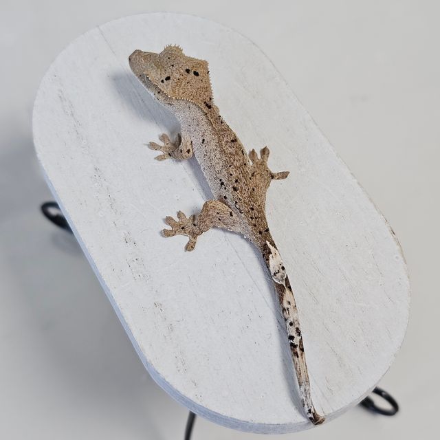 노멀 슈퍼달마시안