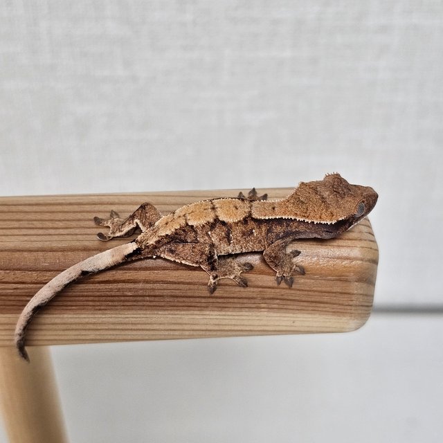 노멀 트라이 익스트림할리퀸