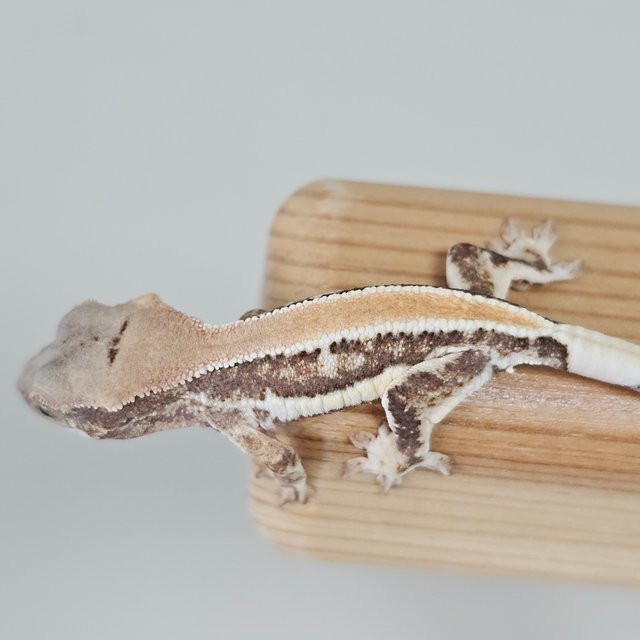 풀핀 솔리드백 릴리화이트