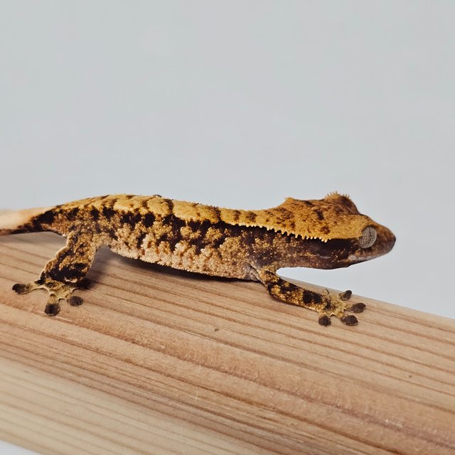 노멀 트라이 익스트림할리퀸