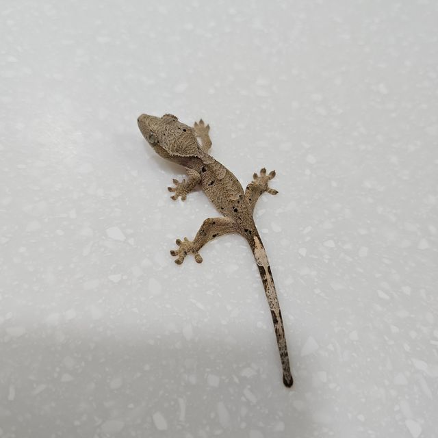 슈퍼달마시안