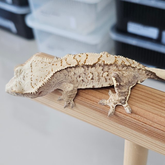 노멀 트라이 드리피 화이트스팟 익스트림할리퀸