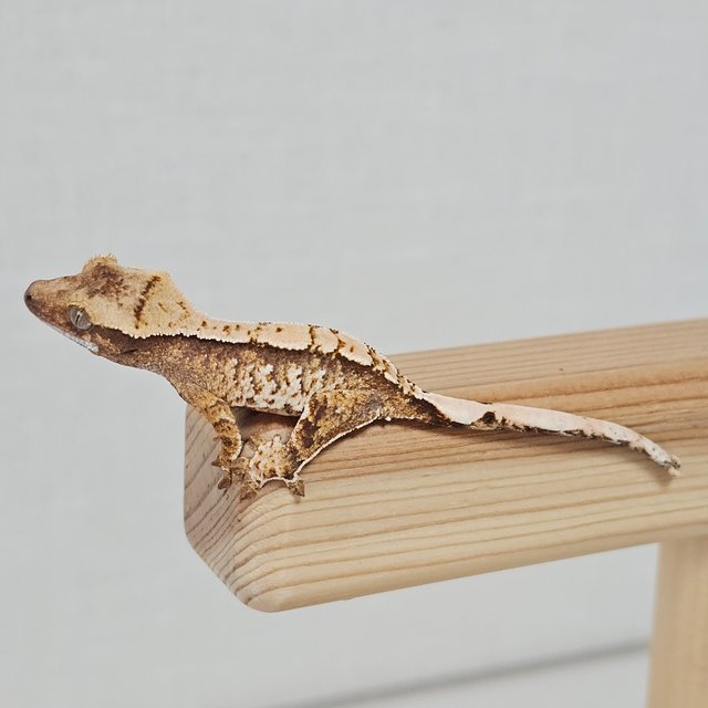 노멀 트라이 익스트림할리퀸