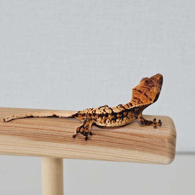 다크 텐저린 트라이 익스트림할리퀸