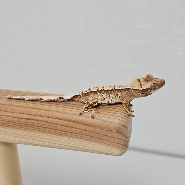 노멀 트라이 익스트림할리퀸