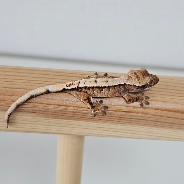 노멀 트라이 익스트림할리퀸