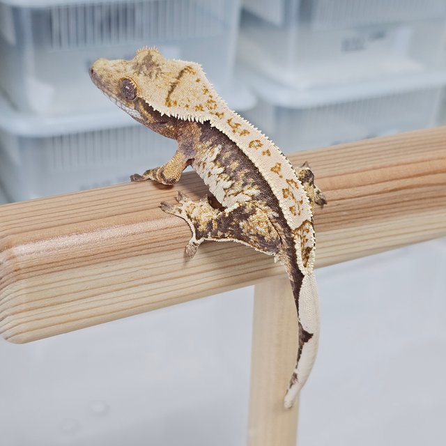 노멀 트라이 익스트림할리퀸