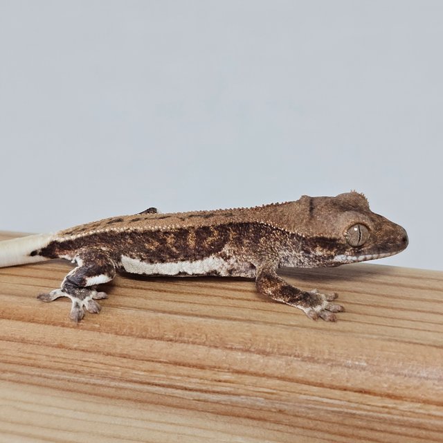 화이트 팬텀 릴리화이트