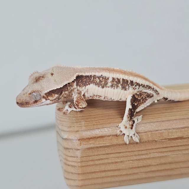 솔리드백 릴리화이트