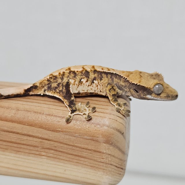 노멀 트라이 익스트림할리퀸