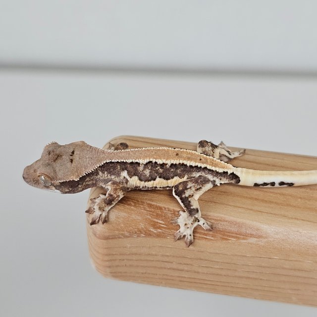 풀핀 릴리화이트