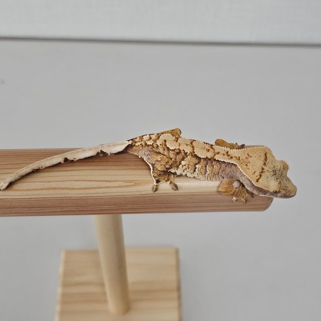 노멀 트라이 익스트림할리퀸