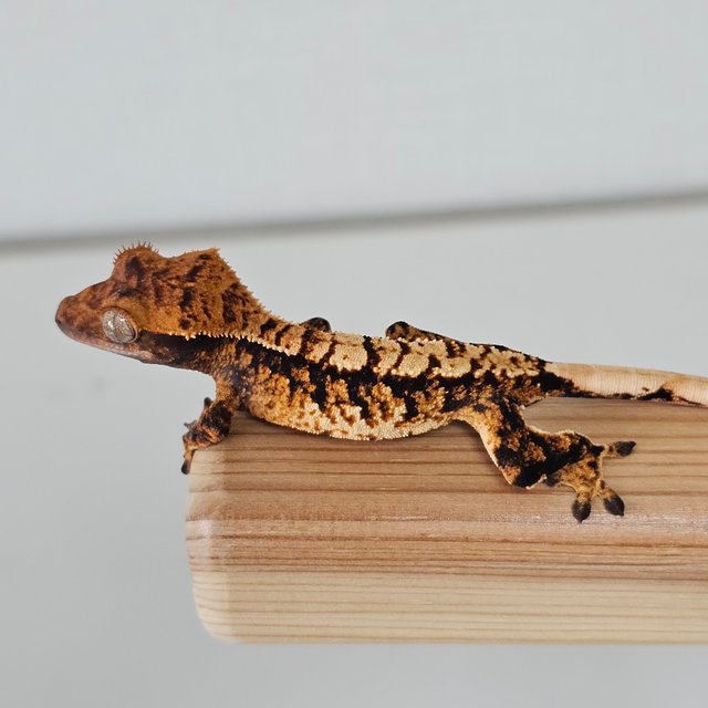 다크 텐저린 트라이 익스트림할리퀸