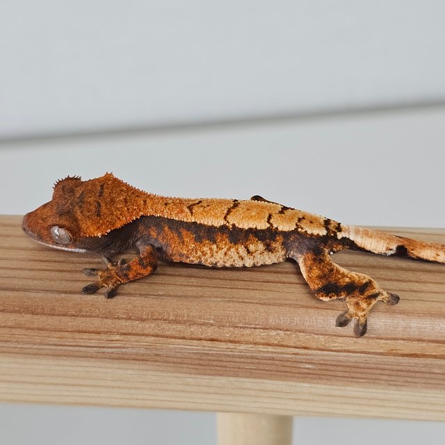 노멀 트라이 익스트림할리퀸