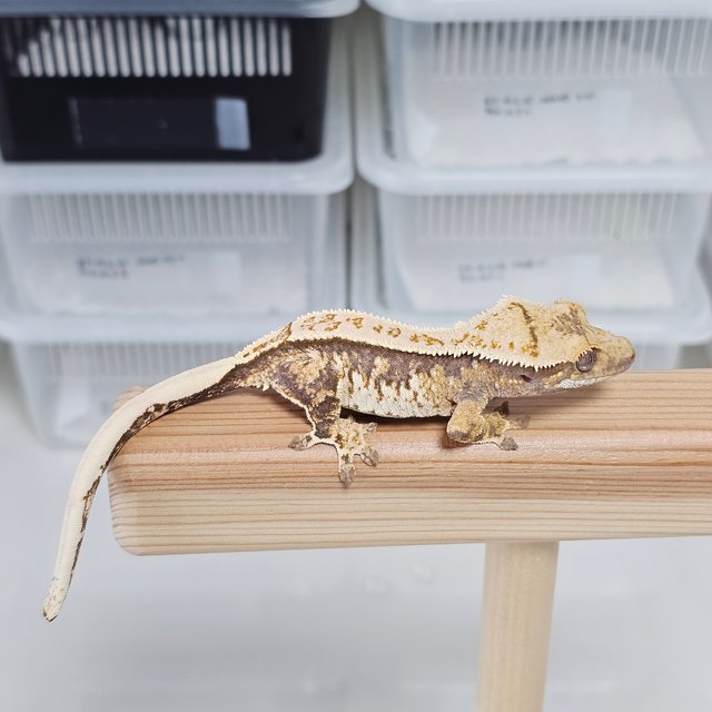 노멀 트라이 익스트림할리퀸