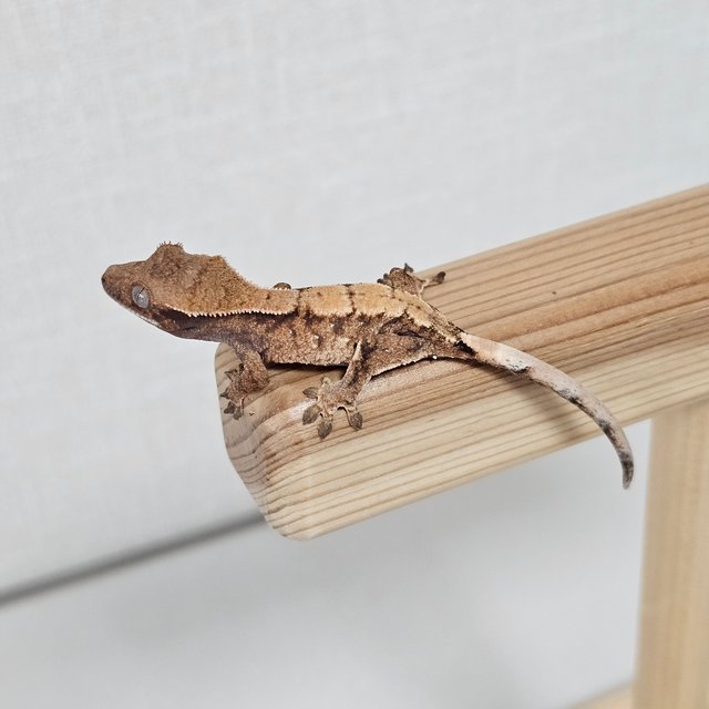 노멀 트라이 익스트림할리퀸