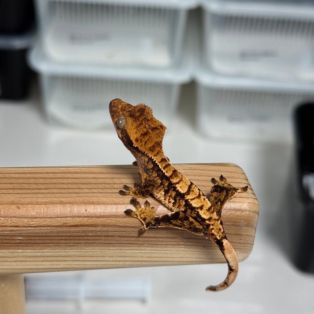 노멀 트라이 익스트림할리퀸