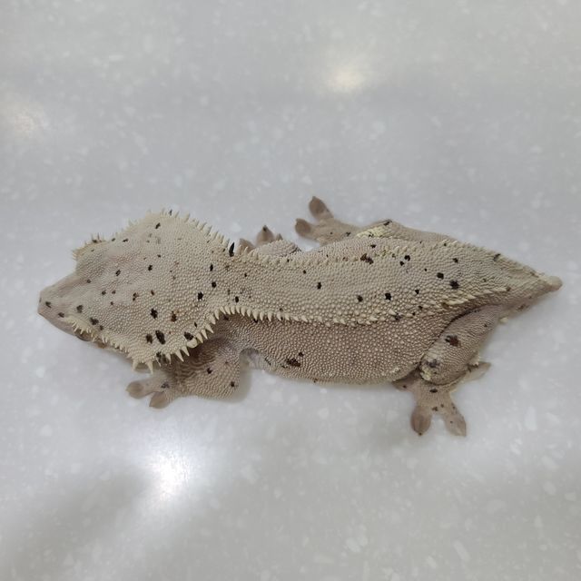 레드 슈퍼달마시안