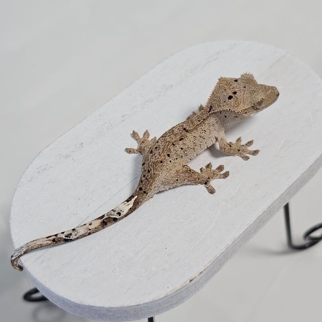 노멀 슈퍼달마시안