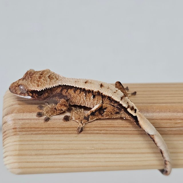 노멀 트라이 익스트림할리퀸