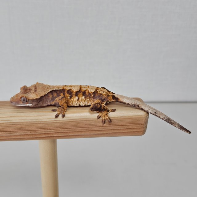 노멀 트라이 익스트림할리퀸