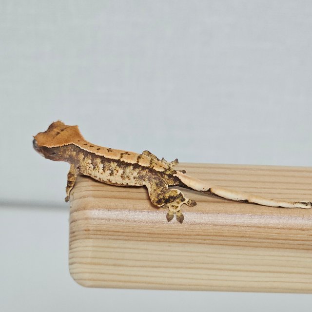 노멀 트라이 익스트림할리퀸