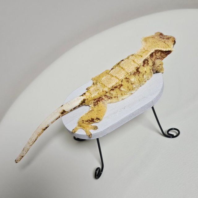 노멀 트라이 익스트림할리퀸