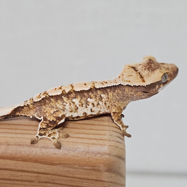 노멀 트라이 익스트림할리퀸