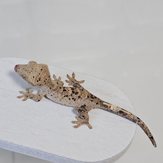 옐로우 슈퍼달마시안