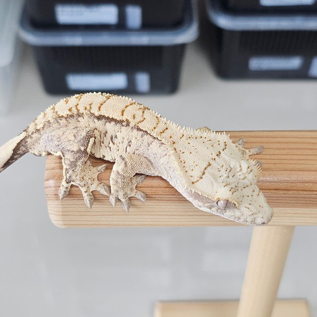 노멀 트라이 드리피 화이트스팟 익스트림할리퀸