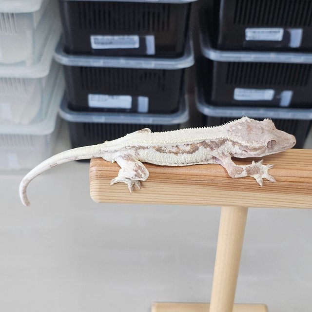 솔리드백 릴리 세이블