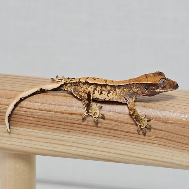 노멀 트라이 익스트림할리퀸