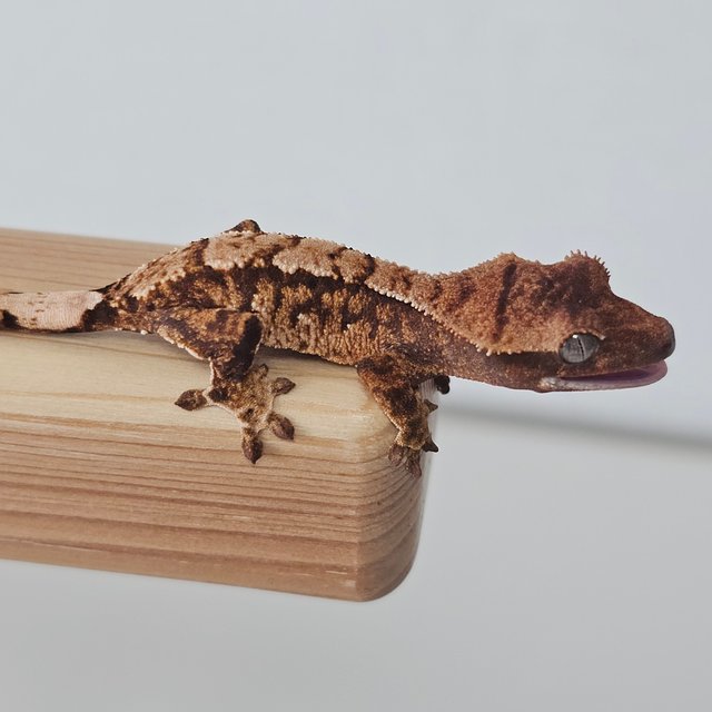 트라이 익스트림할리퀸