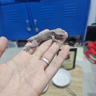 루왁