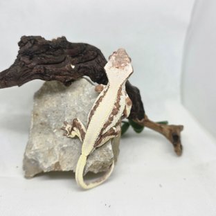 릴리 세이블 100%헷아잔틱 솔리드백